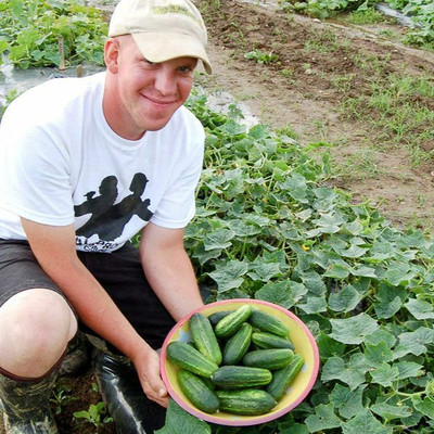WHYGI H-19 LITTLE LEAF CUCUMBER SEEDS-CuC_687 Seed(100 per packet)