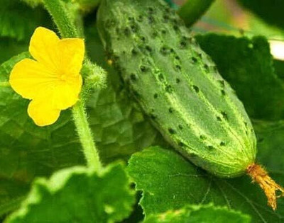 KNESSiN Cucumber Gherkin Zefir Seed(200 per packet)