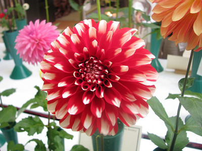 CYBEXIS Dahlia Hill-top Stella Seeds Seed(50 per packet)