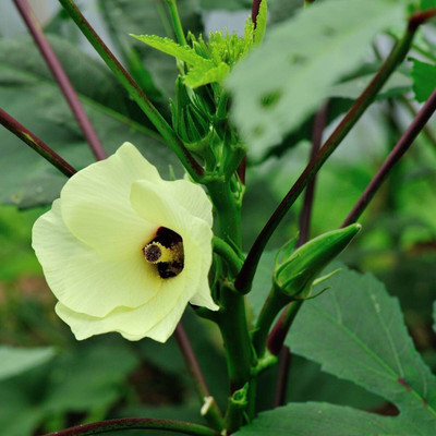 Quentova Okra- Clemson's Spineless Seeds-LXI-8F Seed(150 per packet)