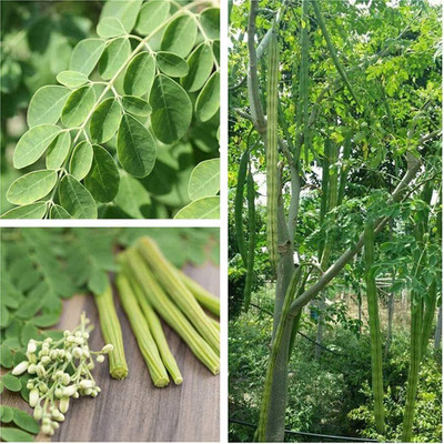 ibains Moringa seeds for plantation Seed(84 per packet)