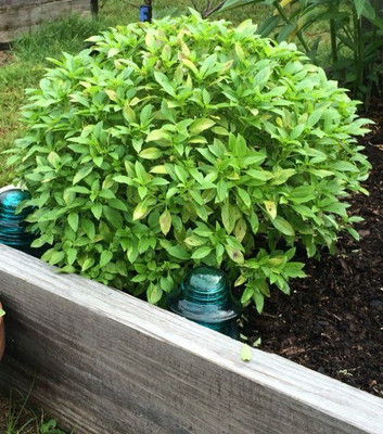 WILLVINE LXI-48 Basil Spicy Globe Bush Seed(1000 per packet)