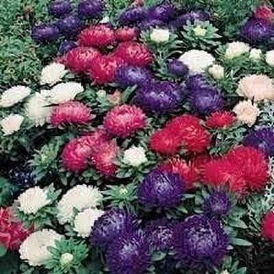 Lorvox Aster Mixed Hybrid Imported Flower Seed(30 per packet)