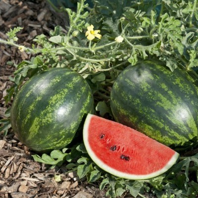 Quentova Watermelon Mini Love-AHS-3S Seed(100 per packet)