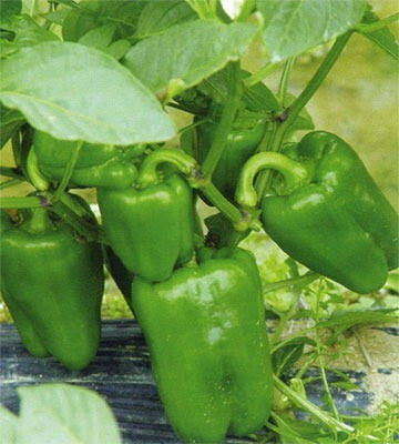 DIVINE CAPSICUM Seed(80 per packet)