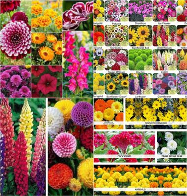 ibains Multi seed combo flower biij 238 Seed(238 per packet)