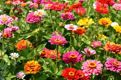 era forever Zinnia Multicolor Flower Seeds for Home Gardening Seed(50 per packet)