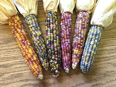 MAA Rainbow Corn, Corn Seed(28 per packet)