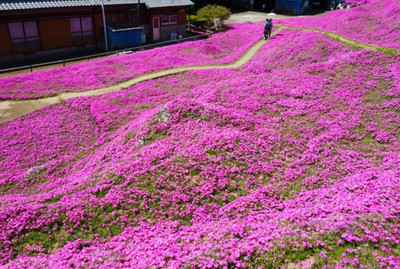 CYBEXIS GBPUT-61 - Creeping Thyme Culinary Herb - (1350 Seeds) Seed(1350 per packet)