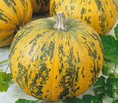 Farmonix Pumpkin Pepitas Seed(100 per packet)