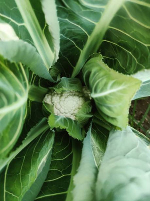 SUNWAN white cauliflower,gobhee seeds Seed(40 per packet)