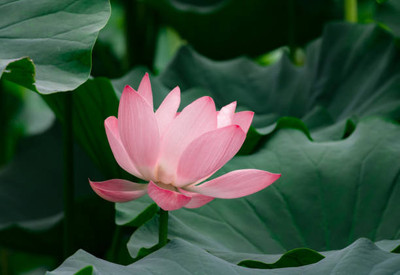 seedagro lotus,kamal gatta Seed(10 per packet)