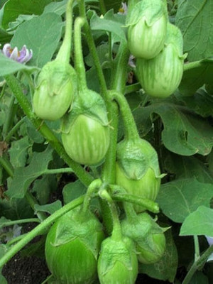 Biosnyg Green Round Brinjal White Egg plant Vegetable Desi ( Seeds) Seed(1000 per packet)