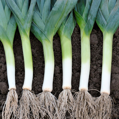 CEZIUS Heirloom Anatolia Seeds Leek Seed(1000 per packet)