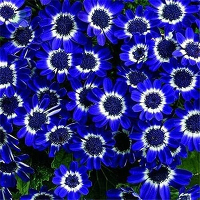 Lorvox Cineraria Early Perfection Mixed Seed(60 per packet)
