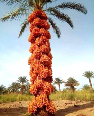 Aywal Date palm/khajur Seed(26 per packet)