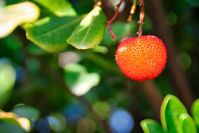 MAA LITCHI,LICHEE,LYCHEE Seed(11 per packet)