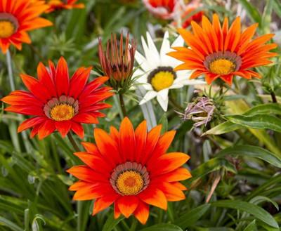 CYBEXIS Seeds - Gazania rigens Seed(1 g)