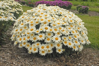 CYBEXIS XLR-74 - Flower : White Daisy Bush - (540 Seeds) Seed(540 per packet)