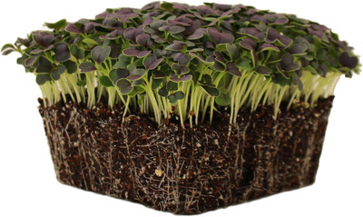 Qualtivate HUA-9A Red Tatsoi Mustard Seeds Seed(300 per packet)