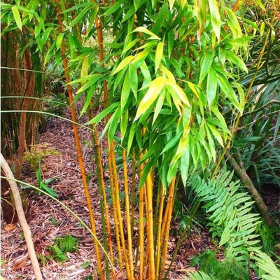 Pbevergreen Golden bamboo seeds for planting Seed(36 per packet)