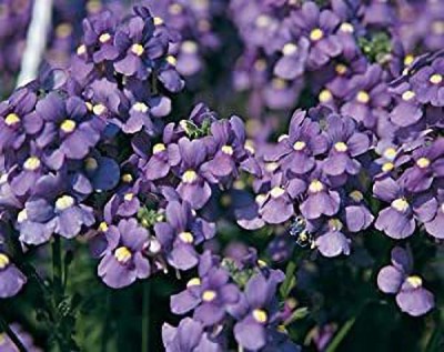 Aywal Nemesia Double Mixed Hybrid Imported Flower Seed(70 per packet)