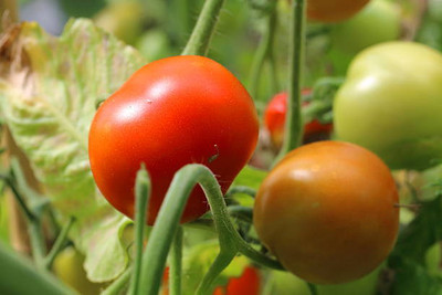 MOREX tomato Seed(70 per packet)