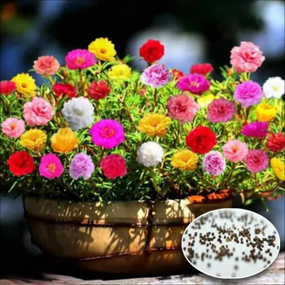 Crapulous Portulaca Flower Seeds 105 Mixed Color Seeds for Beautiful and Resilient Gardens Seed(105 per packet)