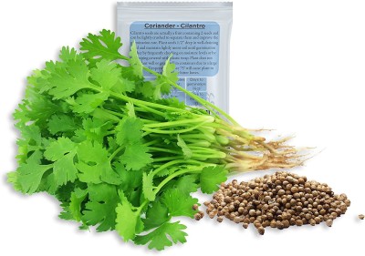 CYBEXIS PAU-62 - Cilantro Herb - (2250 Seeds) Seed(2250 per packet)