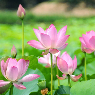 Arshiayat Lotus flower plant/Lotus flower seeds 10 Seed(10 per packet)