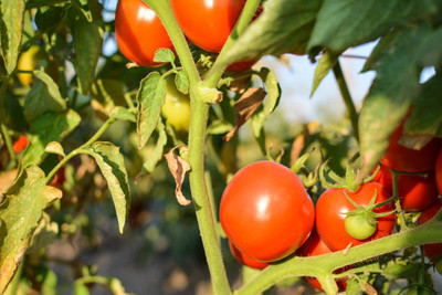 SGPM Collections tomato Seed(95 per packet)