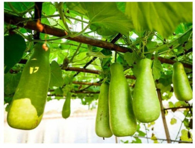 UGRA Lauki Dudhi hybrid seed Seed(80 per packet)