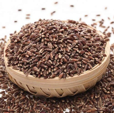 LPR GAHU SEEDS ,WHEAT Seed(500 per packet)