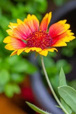 MAA Gaillardia, Pulchela Double Mix Seed(171 per packet)