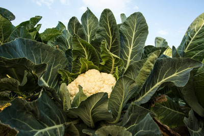 Mozetto white cauliflower,gobhee seeds Seed(15 per packet)