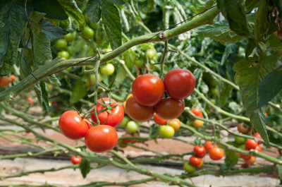 PARAM tomato Seed(25 per packet)
