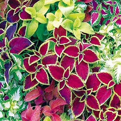 Aywal Coleus Rainbow Mix Hybrid Seed(70 per packet)
