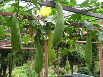 CYBEXIS TLX-7 - Gourd Luffa Sponge Vegetable - (100 Seeds) Seed(100 per packet)