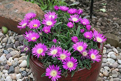 CYBEXIS Succulent Ice Plant Seeds Seed(1 g)