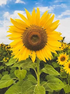 MAA Sunflower Seed(30 per packet)