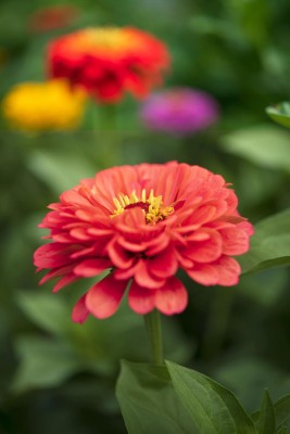 abiswas Zinnia Dahlia Flower Seeds for Gardening Seed(500 per packet)