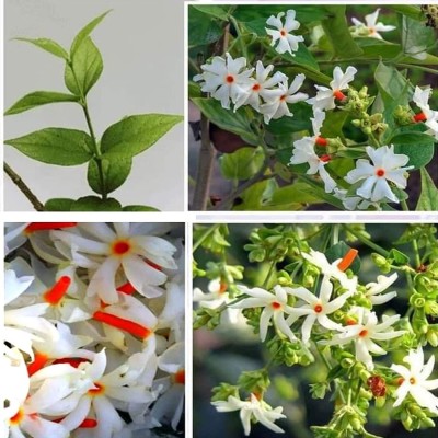 Manomay Jasmine Parijat Harshringar Parijatak Flower 20 Seeds F120 Seed(20 per packet)