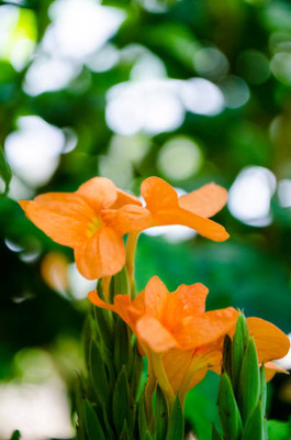 Around Creation kanakambaram-firecracker-crossandra Seed(42 per packet)