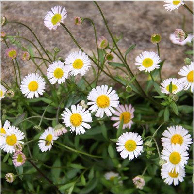 CRGO CALENDULA Seed(15 per packet)