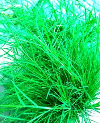 GREENSEA Bermuda Grass, Doob Grass, Lawn Grass Seed(35 g)