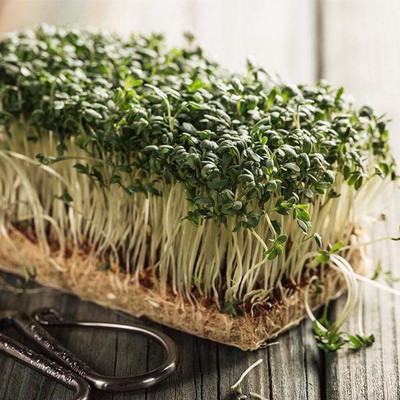 CYBEXIS Set of 5 Best Microgreen Seeds Seed(10 g)