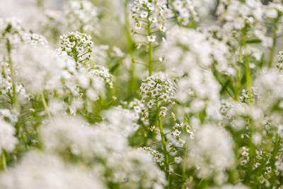 saheli gypsophila flower Seed(50 per packet)