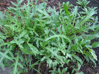 CYBEXIS Organic Rocket Salad Seeds2800 Seeds Seed(2800 per packet)