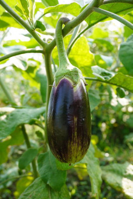 AFARTIOBINA 69 PCS BRINJAL SEEDS Seed(69 per packet)
