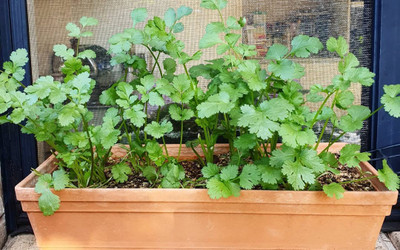 OXY GREEN PLAT Coriander Seed(201 per packet)